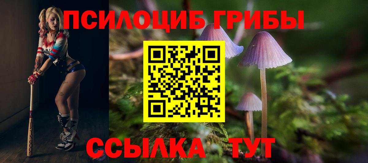Псилоцибиновые грибы Psilocybe  Вход с VPN  Солнечногорск 